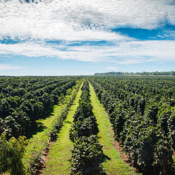 Plantacja uprawy drzew kawowca na tle nieba w Brazylii