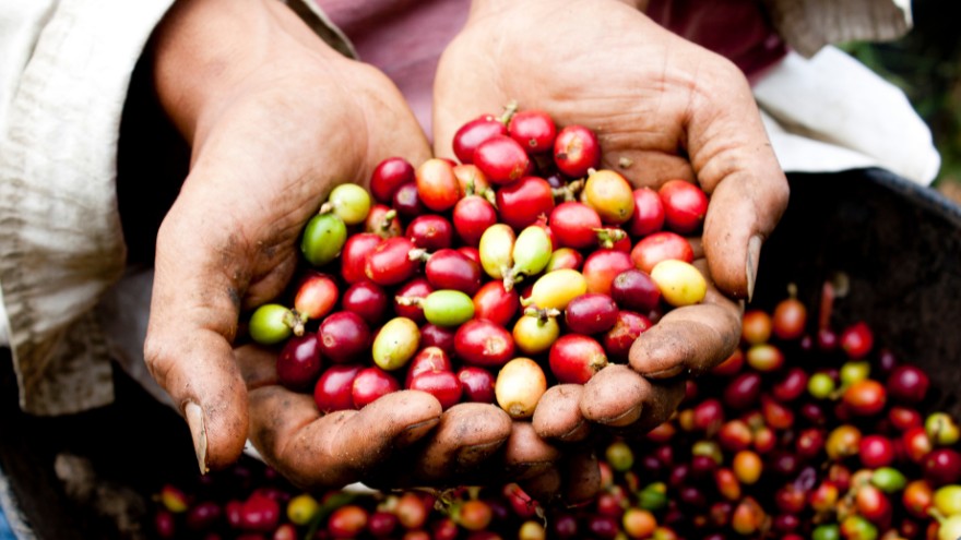 Plantator kawy trzyma w rękach nieobrobione ziarna kawowca