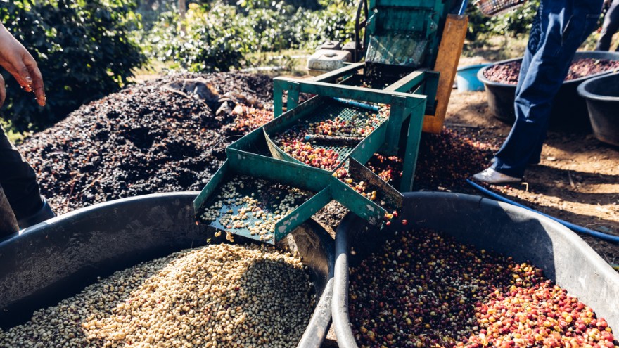 Plantatorzy kawy rozdzielają ziarna kawowca od owoców na plantacji